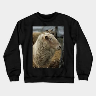 Curious Sheep with Bad Hair Day V1 Crewneck Sweatshirt